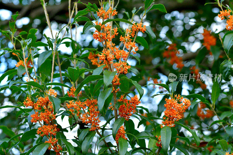 桂花/香橄榄/甜茶花